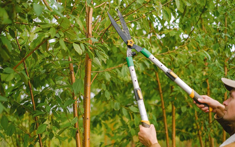 Tree trimming in Goldsboro, NC